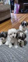 Aurora , a female Shichon and Bichpoo for sale in Pacolet, SC – 5 of 9