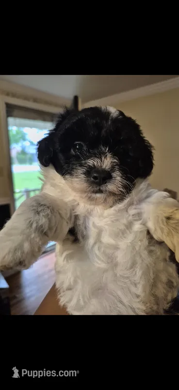 Lyra – Maltipoo puppy for sale in Pacolet, SC