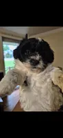 Lyra, a female Maltipoo for sale in Pacolet, SC – 1 of 6