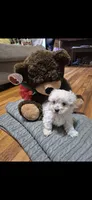 Galaxi, a female Shichon and Bichpoo for sale in Pacolet, SC – 4 of 7