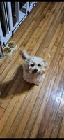 Lyra, a female Maltipoo for sale in Pacolet, SC – 7 of 10
