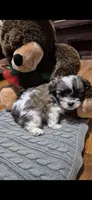 Titan, a male Shichon and Bichpoo for sale in Pacolet, SC – 4 of 8
