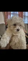 Galaxi, a female Shichon and Bichpoo for sale in Pacolet, SC – 3 of 7