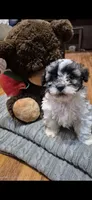 Hercules , a male Shichon and Bichpoo for sale in Pacolet, SC – 2 of 7