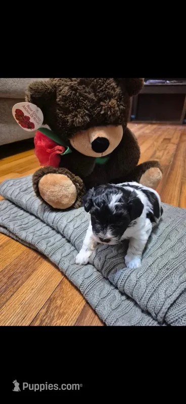 Lyra – Maltipoo puppy for sale in Pacolet, SC