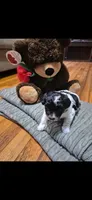 Lyra, a female Maltipoo for sale in Pacolet, SC – 1 of 10