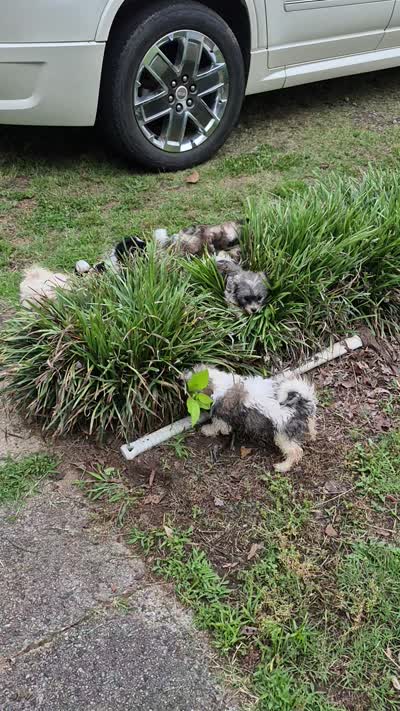 Hercules , a male Shichon and Bichpoo for sale in Pacolet, SC – 6 of 6