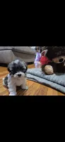 Aurora , a female Shichon and Bichpoo for sale in Pacolet, SC – 2 of 9