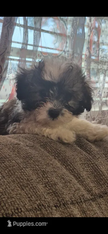 Titan – Shichon, Bichpoo puppy for sale in Pacolet, SC