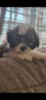 Titan, a male Shichon and Bichpoo for sale in Pacolet, SC – 1 of 9