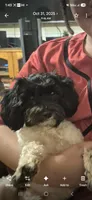 Lyra, a female Maltipoo for sale in Pacolet, SC – 8 of 10