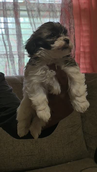 Aurora , a female Shichon and Bichpoo for sale in Pacolet, SC – 6 of 9