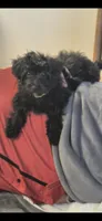 Lyra, a female Maltipoo for sale in Pacolet, SC – 6 of 10