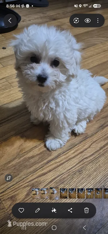 Galaxi – Shichon, Bichpoo puppy for sale in Pacolet, SC