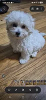 Galaxi, a female Shichon and Bichpoo for sale in Pacolet, SC – 1 of 8