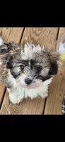 Titan, a male Shichon and Bichpoo for sale in Pacolet, SC – 6 of 9