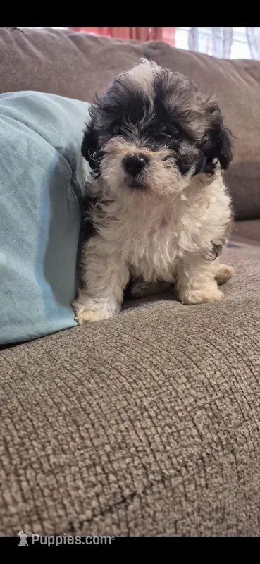 Titan – Shichon, Bichpoo puppy for sale in Pacolet, SC