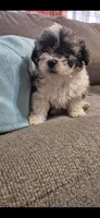 Titan, a male Shichon and Bichpoo for sale in Pacolet, SC – 1 of 8