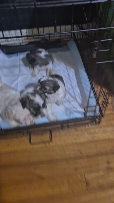 Titan, a male Shichon and Bichpoo for sale in Pacolet, SC – 6 of 8