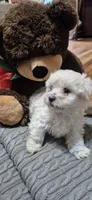 Galaxi, a female Shichon and Bichpoo for sale in Pacolet, SC – 2 of 7