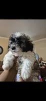 Hercules , a male Shichon and Bichpoo for sale in Pacolet, SC – 2 of 6