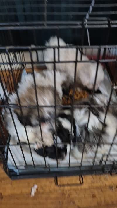 Hercules , a male Shichon and Bichpoo for sale in Pacolet, SC – 7 of 7