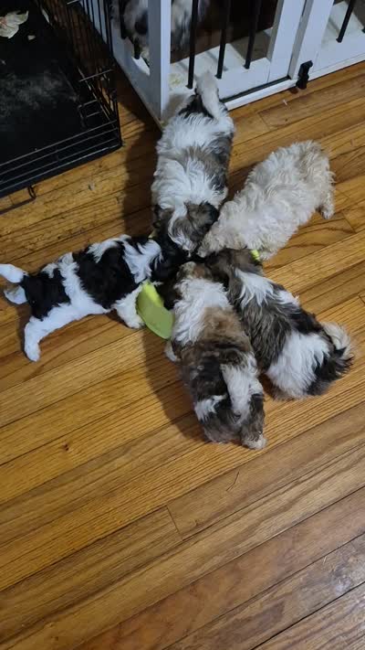 Titan, a male Shichon and Bichpoo for sale in Pacolet, SC – 7 of 8