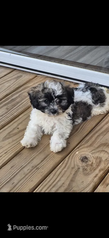 Hercules  – Shichon, Bichpoo puppy for sale in Pacolet, SC