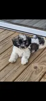 Hercules , a male Shichon and Bichpoo for sale in Pacolet, SC – 1 of 6