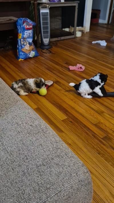 Titan, a male Shichon and Bichpoo for sale in Pacolet, SC – 8 of 8
