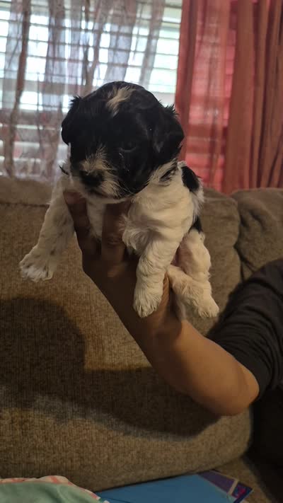 Lyra, a female Maltipoo for sale in Pacolet, SC – 10 of 10