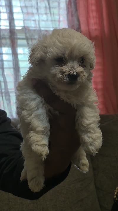 Galaxi, a female Shichon and Bichpoo for sale in Pacolet, SC – 7 of 7