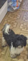Lyra, a female Maltipoo for sale in Pacolet, SC – 5 of 10