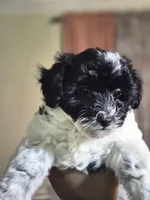 Lyra, a female Maltipoo for sale in Pacolet, SC – 4 of 6