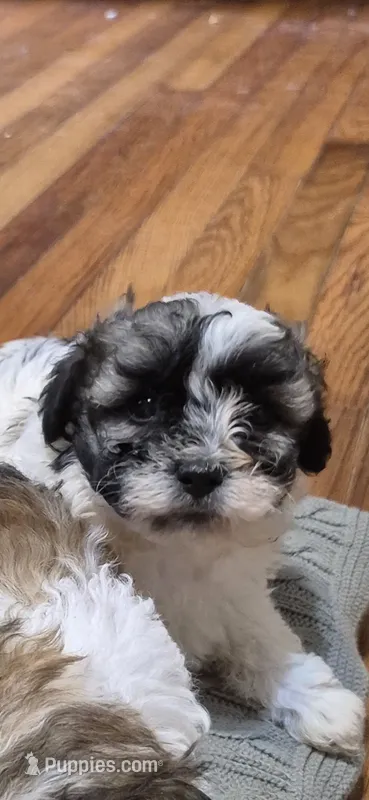 Hercules  – Shichon, Bichpoo puppy for sale in Pacolet, SC