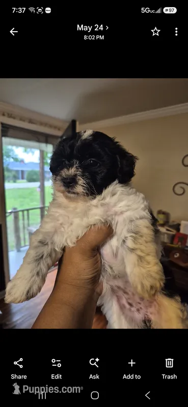 Lyra – Maltipoo puppy for sale in Pacolet, SC