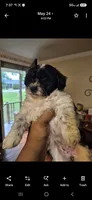 Lyra, a female Maltipoo for sale in Pacolet, SC – 2 of 6