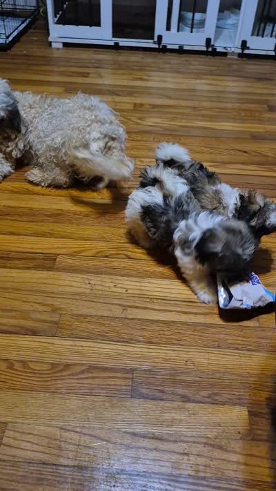 Aurora , a female Shichon and Bichpoo for sale in Pacolet, SC – 9 of 9