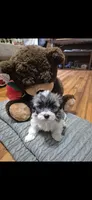 Aurora , a female Shichon and Bichpoo for sale in Pacolet, SC – 3 of 9