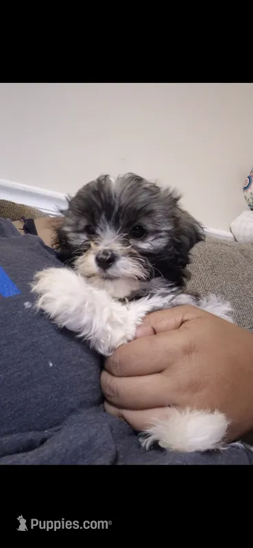 Aurora  – Shichon, Bichpoo puppy for sale in Pacolet, SC