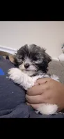 Aurora , a female Shichon and Bichpoo for sale in Pacolet, SC – 1 of 9