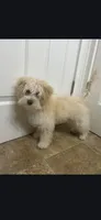 Lyra, a female Maltipoo for sale in Pacolet, SC – 4 of 10