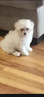 Galaxi, a female Shichon and Bichpoo for sale in Pacolet, SC – 1 of 7