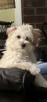 Lyra, a female Maltipoo for sale in Pacolet, SC – 2 of 10