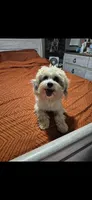 Titan, a male Shichon and Bichpoo for sale in Pacolet, SC – 3 of 8