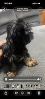 Remy, a female Yorkshire Terrier for sale in O Fallon, IL – 4 of 4
