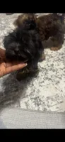 Remy, a female Yorkshire Terrier for sale in O Fallon, IL – 2 of 4