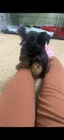Lala, a female Yorkshire Terrier for sale in O Fallon, IL – 2 of 5