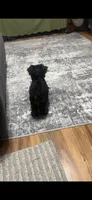 Remy, a female Yorkshire Terrier for sale in O Fallon, IL – 3 of 4