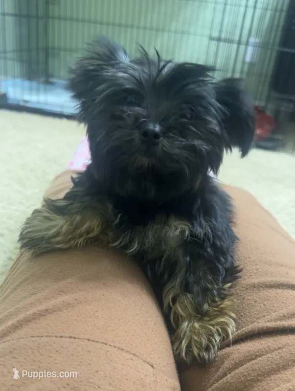 Lala – Yorkshire Terrier puppy for sale in O Fallon, IL